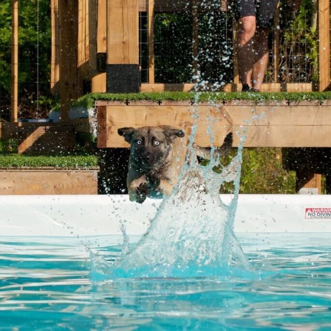 Dog with blue eyes jumping into a swimming pool, creating a large splash, with wooden deck and greenery in background