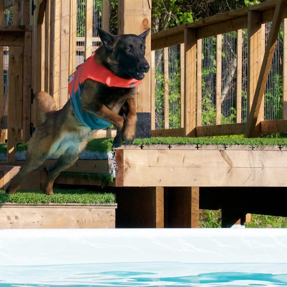 Belgian Malinois wearing an orange life jacket jumping off a wooden deck toward a swimming pool