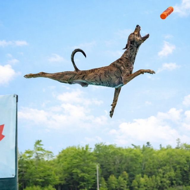 Brindle dog leaping mid-air to catch an orange toy outdoors with blue sky and green trees in the background